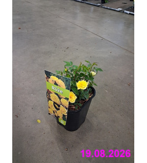 Rosa 'Golden Sun' C 1,4 L